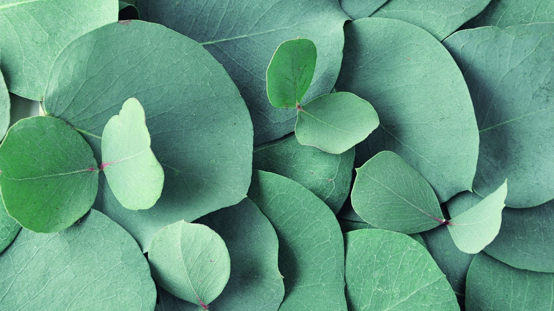 🌿 Rosmarino, eucalipto e menta: proprietà cosmetiche e benefici per la pelle