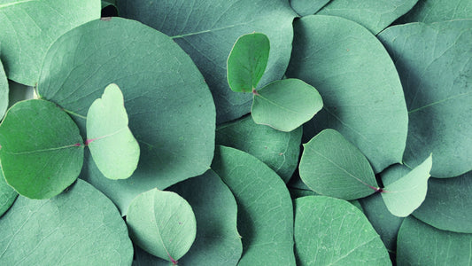 🌿 Rosmarino, eucalipto e menta: proprietà cosmetiche e benefici per la pelle